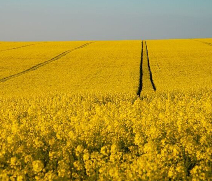 Solutions for agriculture and environment-Chuanlin Chemical