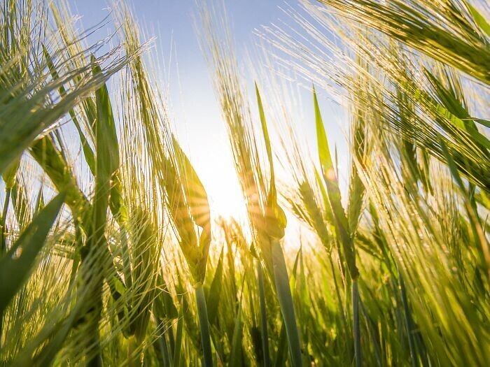 AGRO CHEMICALS-Chuanlin Chemical