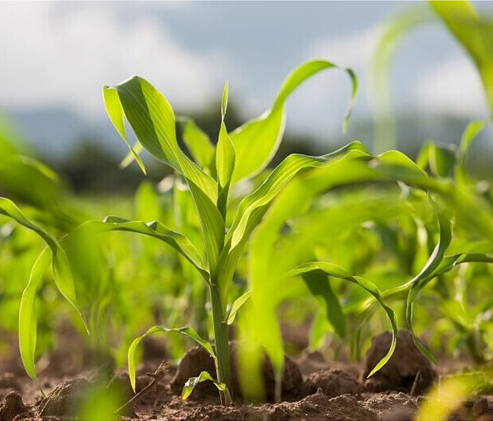 Solutions for agriculture and environment-Chuanlin Chemical